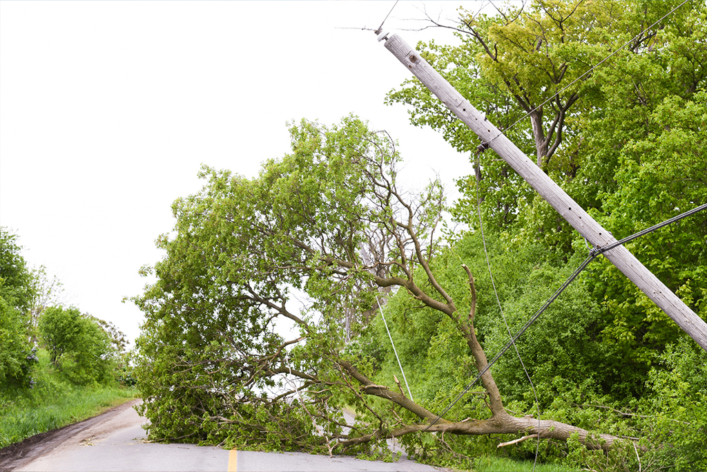What to do around downed power lines